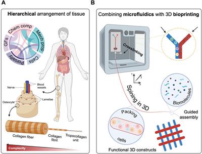 Unravelling hierarchical patterning of biomaterial inks with 3D microfluidic-assisted spinning: a paradigm shift in bioprinting technologies